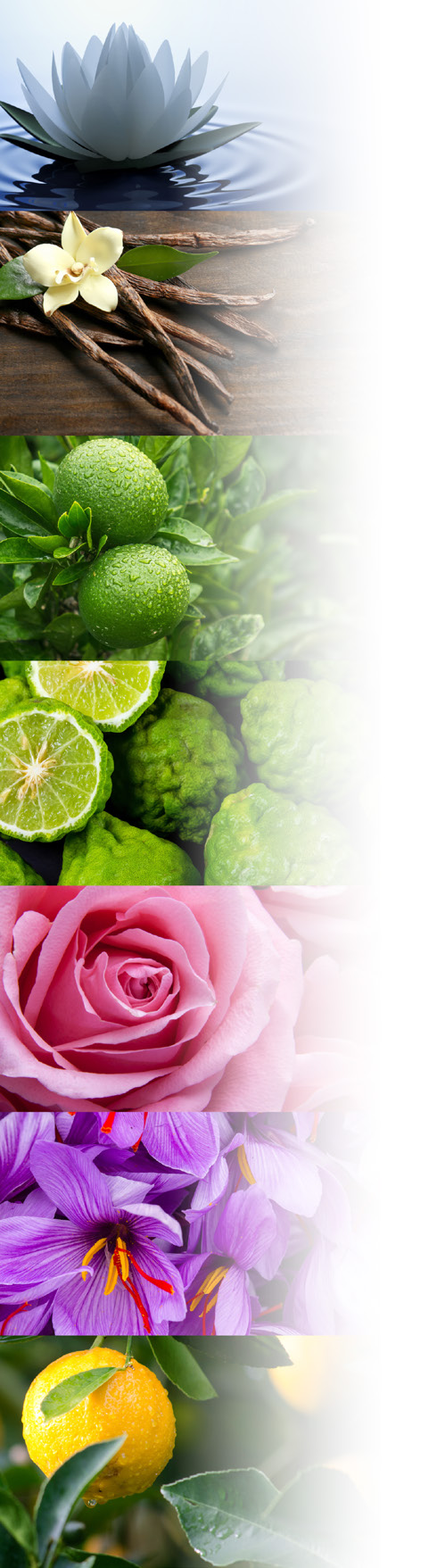 INUKA Signature Range Perfume